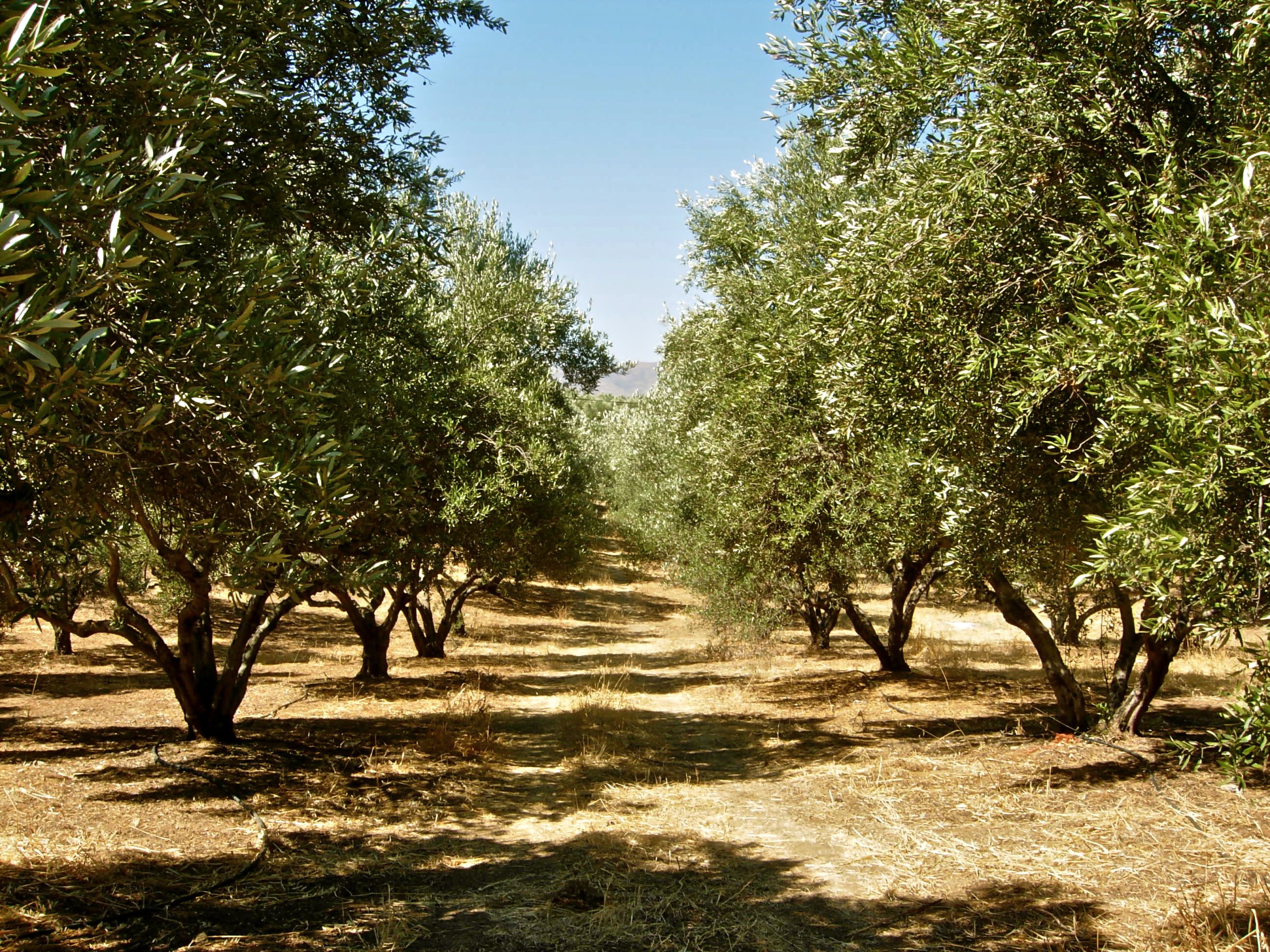 Оливковые Рощи в Греции